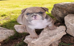 English Bulldog dogs for sale: Groucho - Image 5
