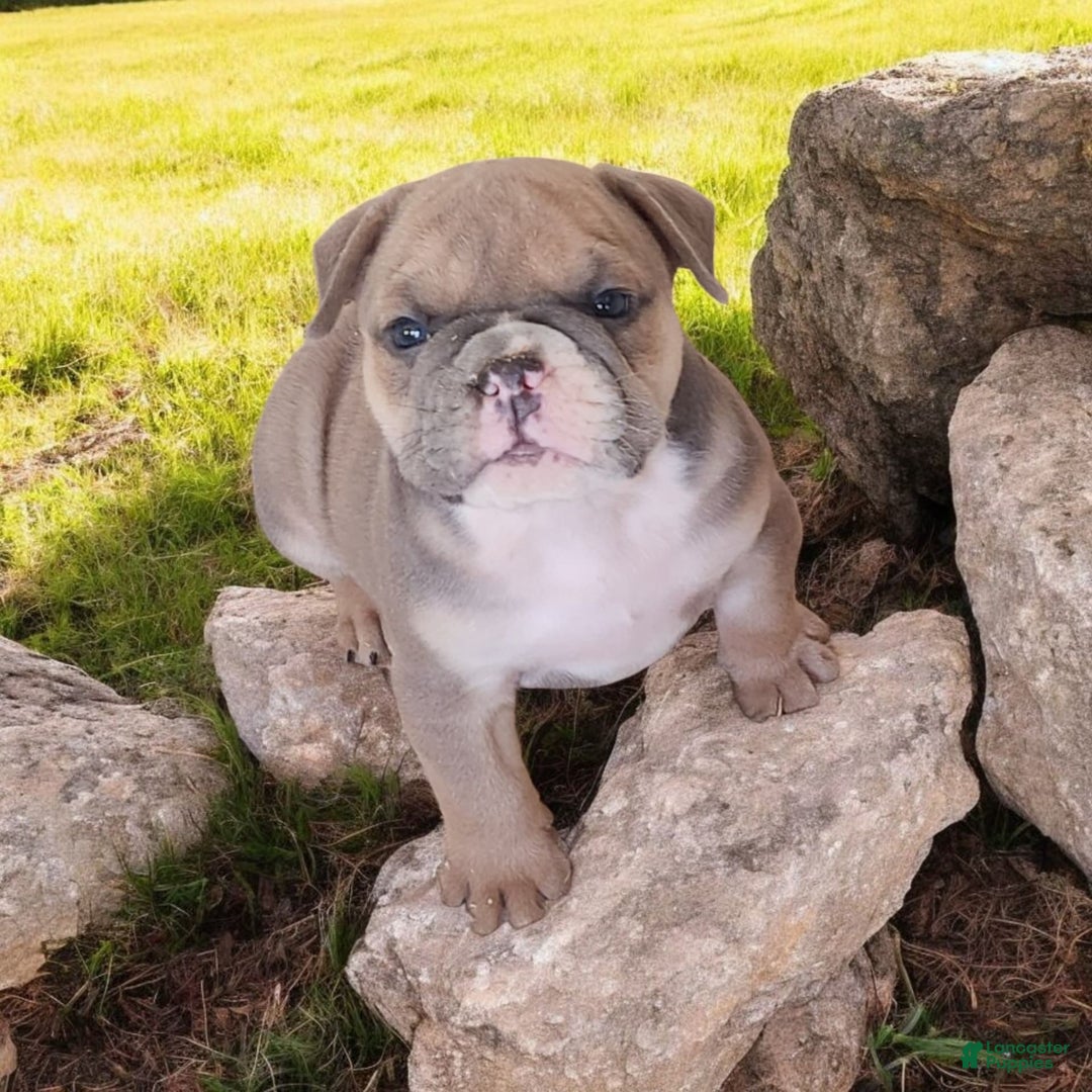 English Bulldog dogs for sale: Groucho - Image 5