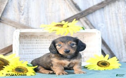Dachshund dogs for sale: Cleo - Image 5