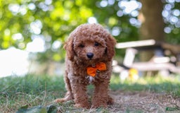 Miniature Poodle dogs for sale: Charlie - Image 3