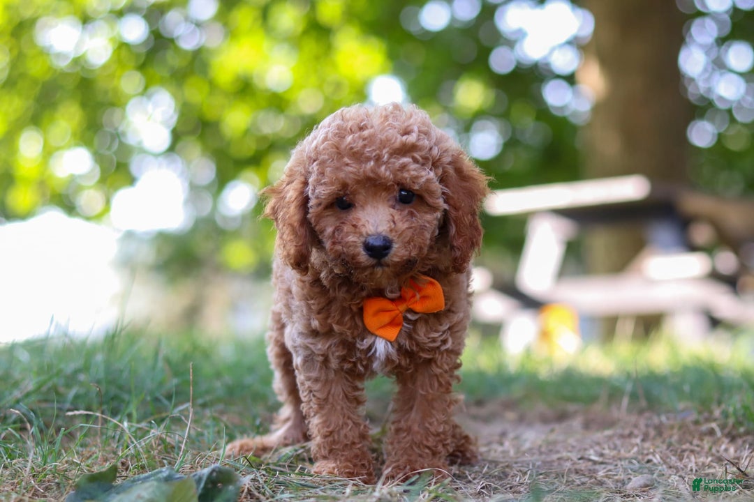 Miniature Poodle dogs for sale: Charlie - Image 3