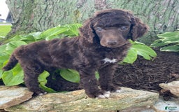 Standard Poodle dogs for sale: Rocket - Image 4