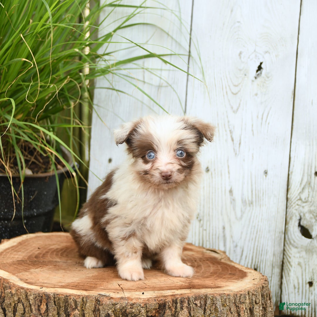 Miniature Australian Shepherd dogs for sale: Chief - Image 3
