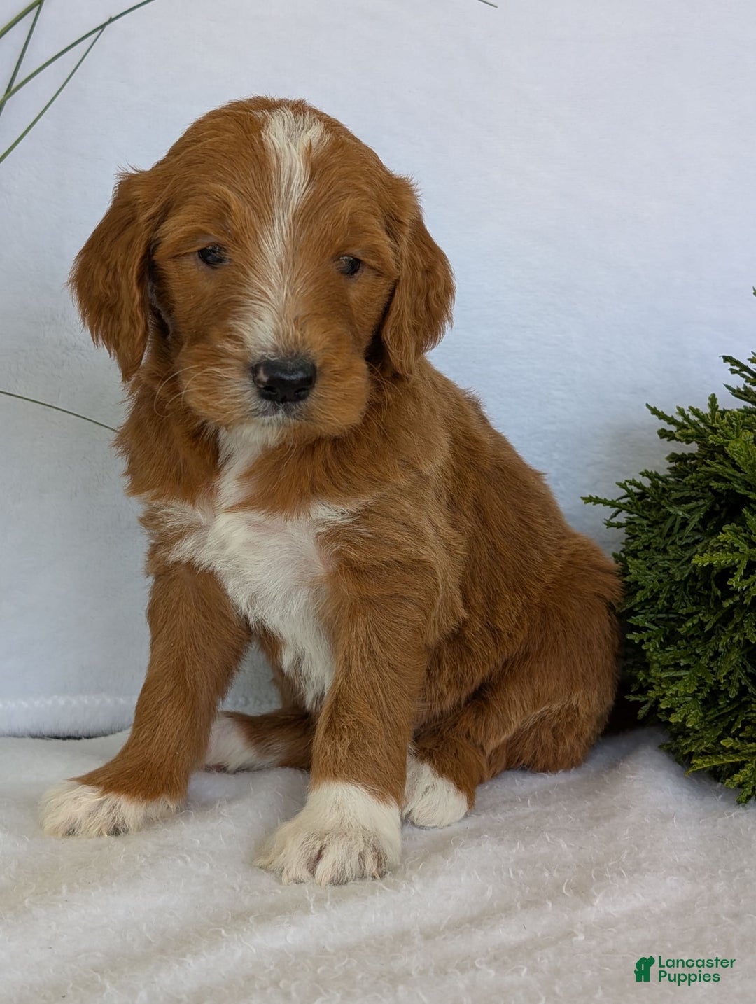 Goldendoodle dogs for sale: Mikey - Image 31