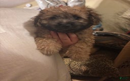 Malshi dogs for sale: Rafael - Image 3