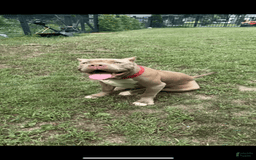 American Bully dogs for sale: Izzy - Image 3
