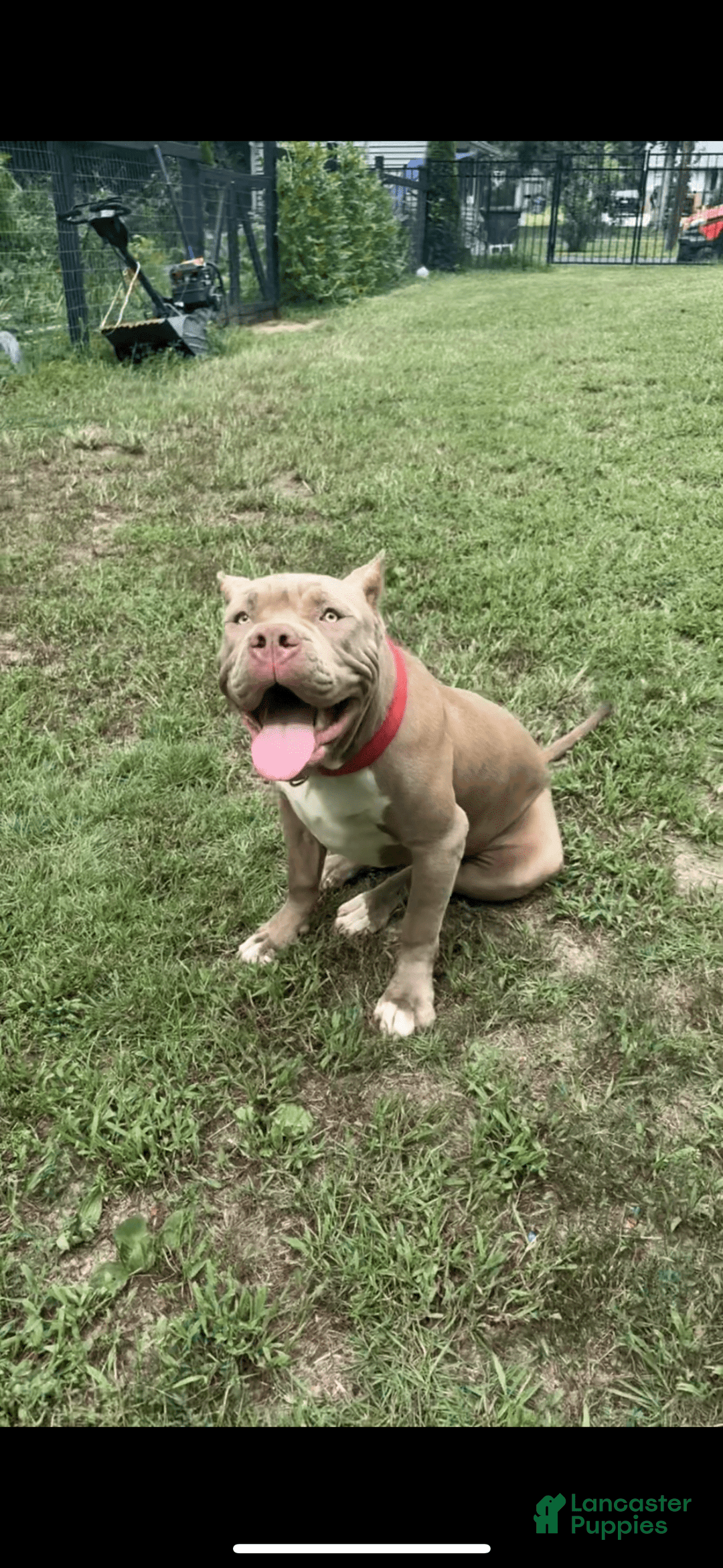 American Bully dogs for sale: Izzy - Image 3
