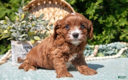 Cavapoo dogs for sale: Cali - Image 4