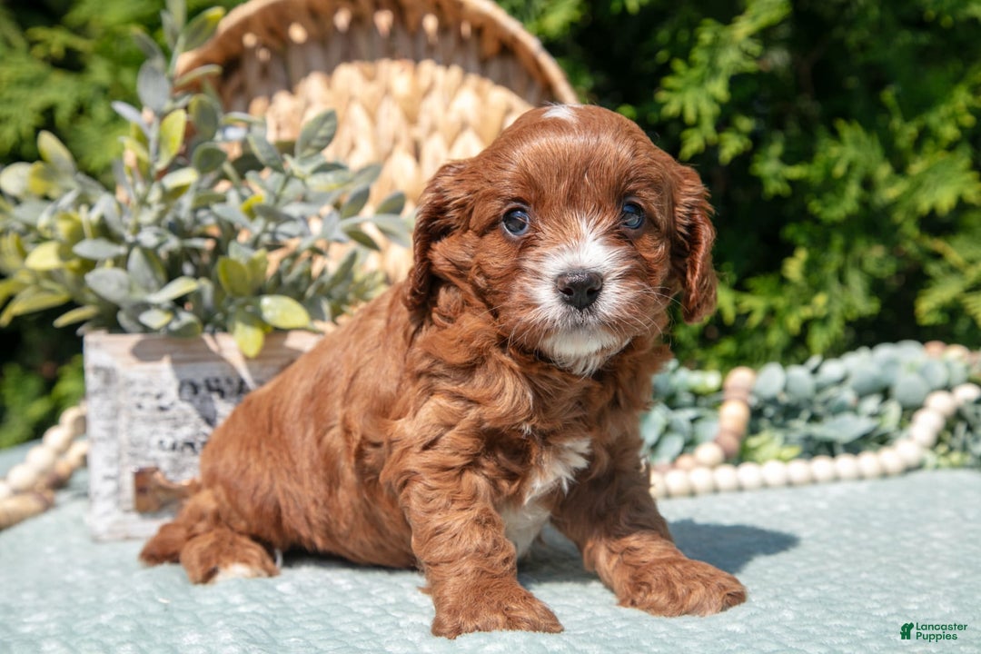 Cavapoo dogs for sale: Cali - Image 4