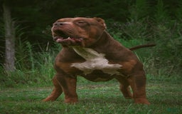 American Bully dogs for sale: Red Collar - Image 11