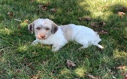 Havapoo dogs for sale: Norm - Image 8