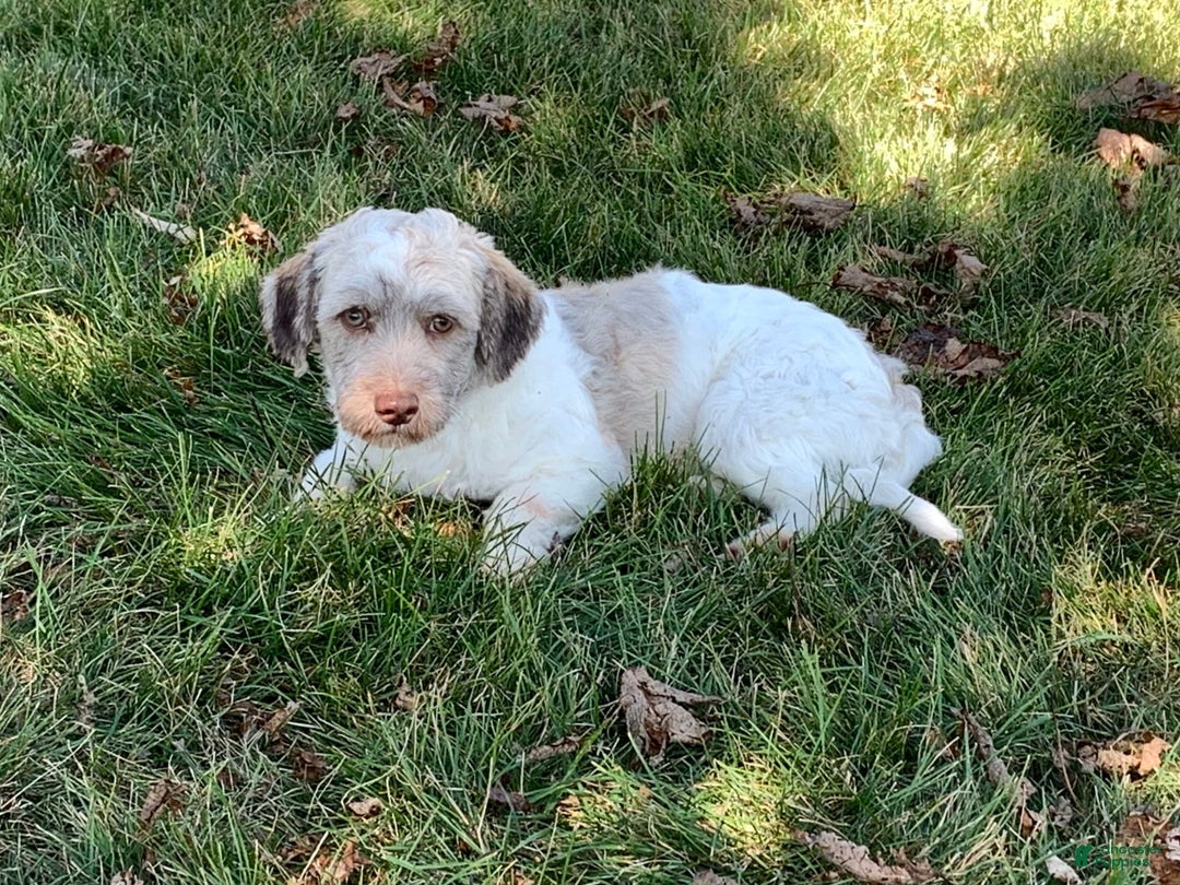 Havapoo dogs for sale: Norm - Image 8