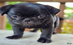 Pug dogs for sale: Lollipop - Image 10