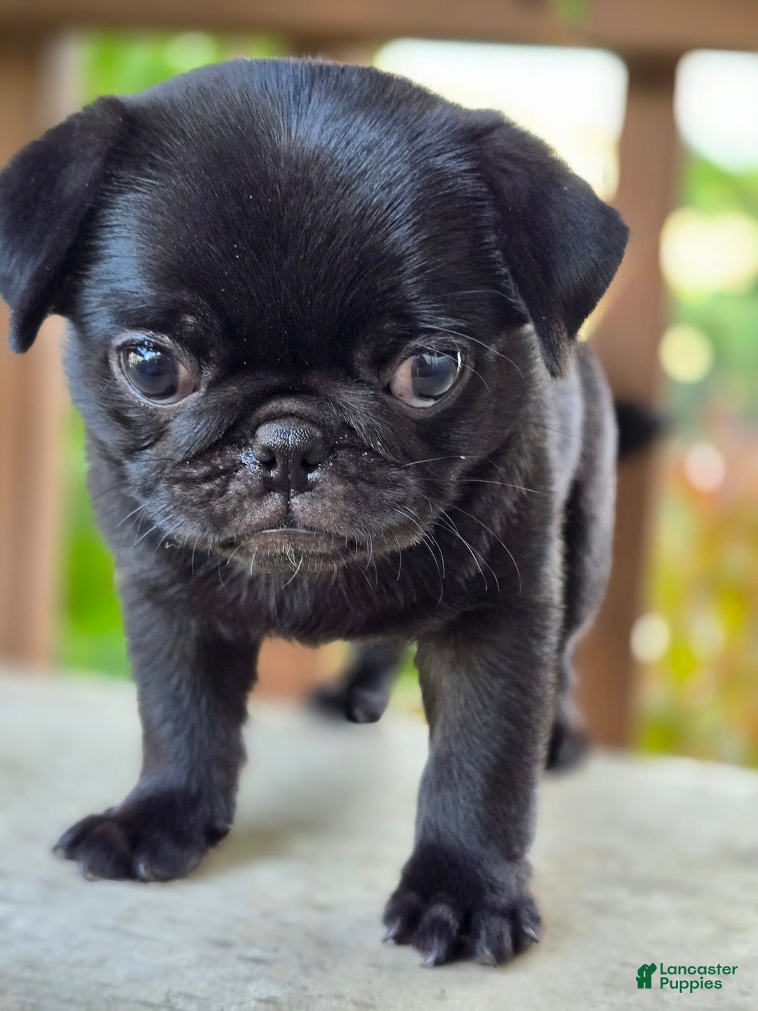 Pug dogs for sale: Lollipop - Image 10