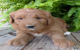Goldendoodle dogs for sale: Ben - Image 13