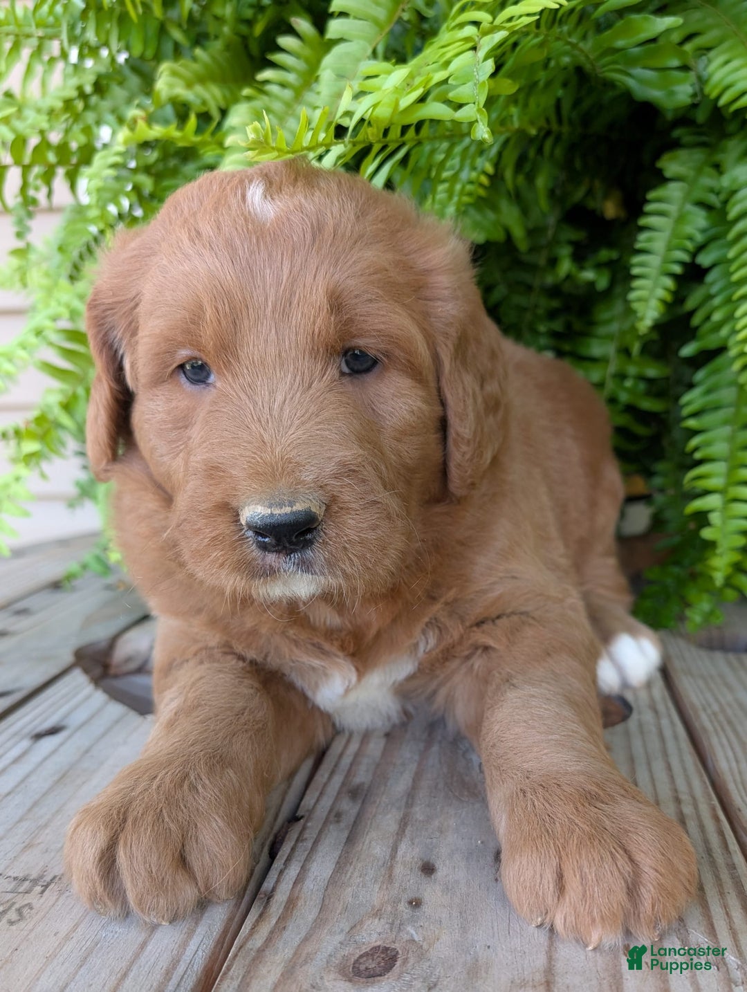 Goldendoodle dogs for sale: Ben - Image 13
