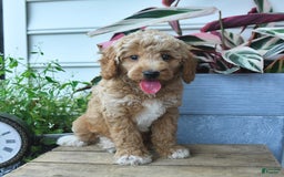 Mini Goldendoodle dogs for sale: Pepper - Image 4