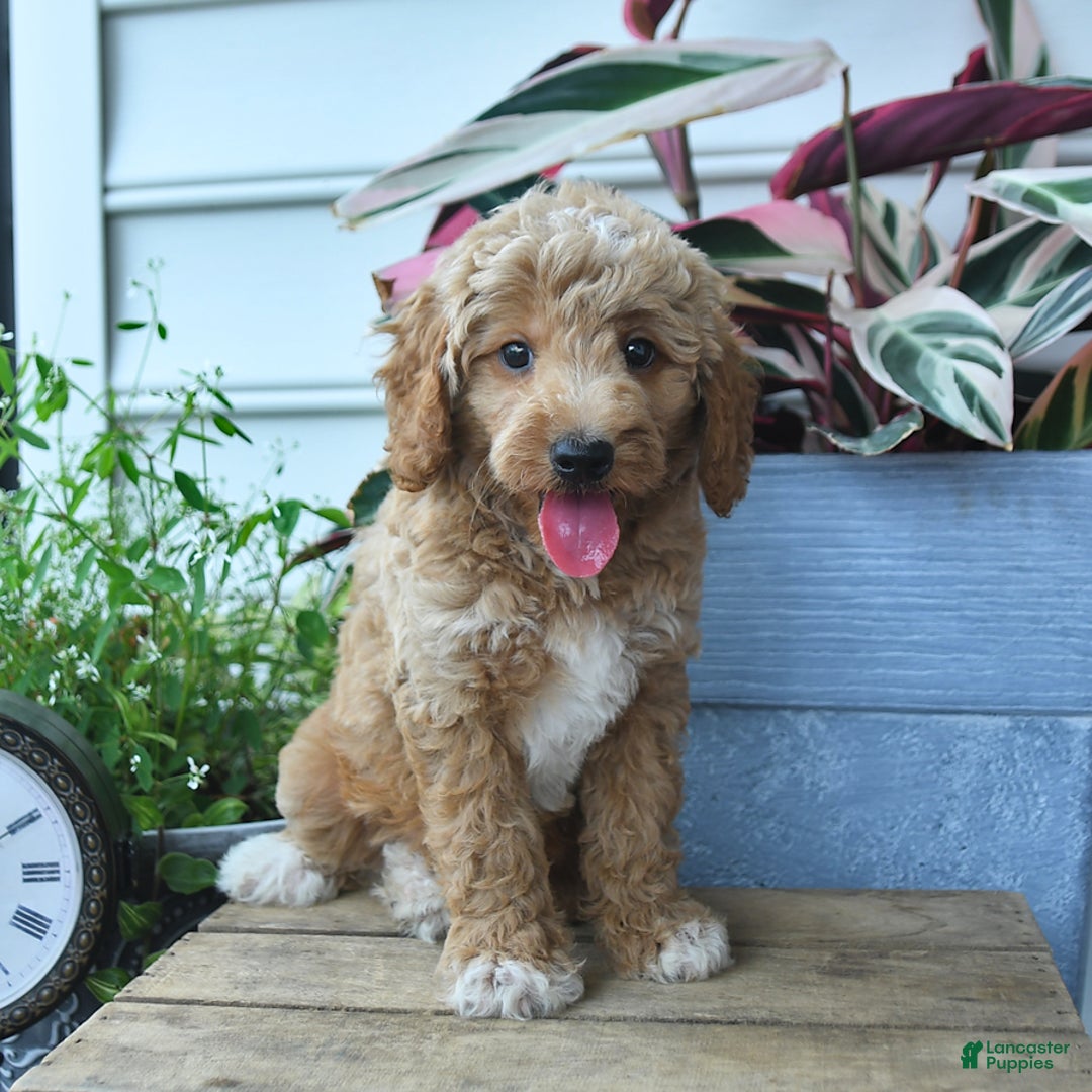 Mini Goldendoodle dogs for sale: Pepper - Image 4