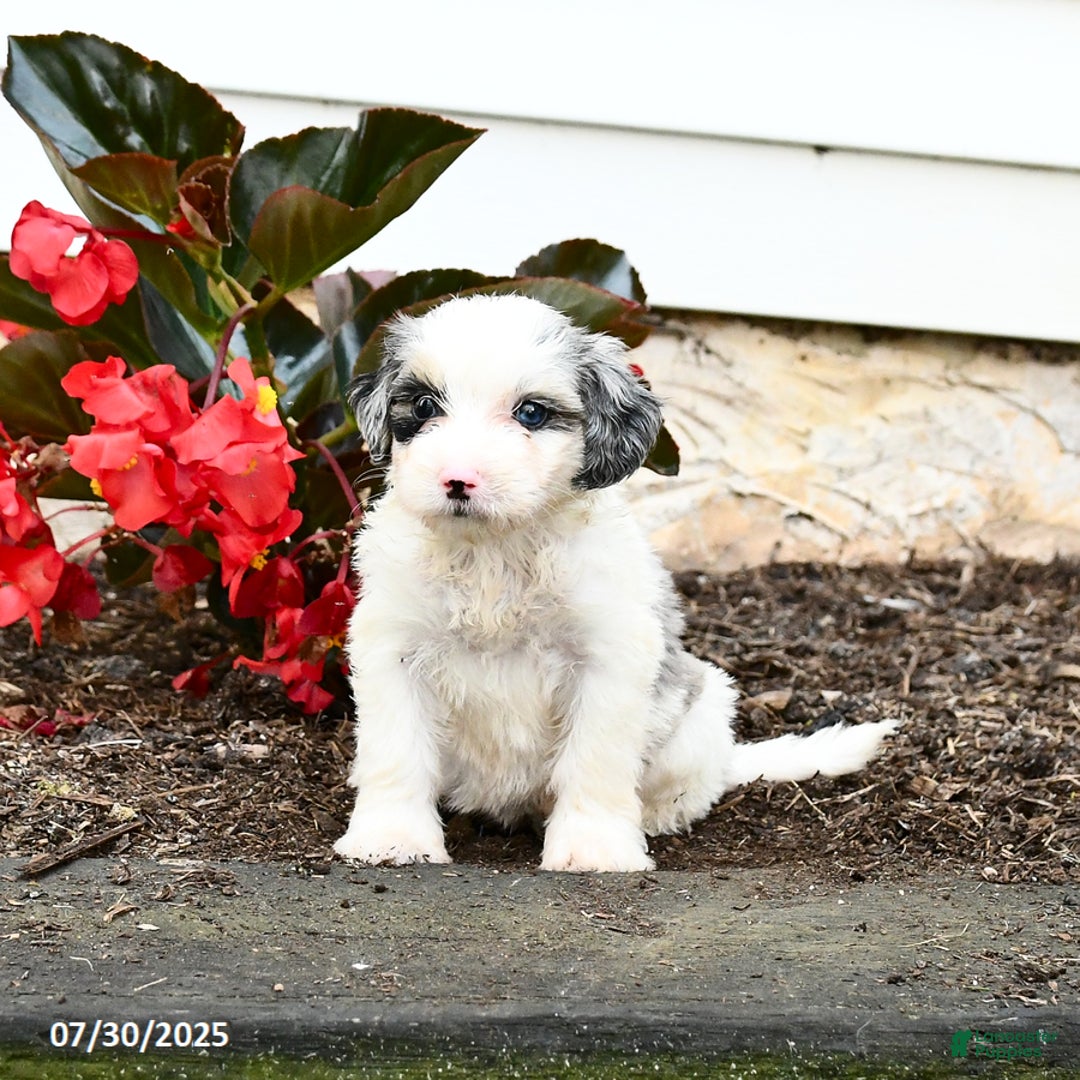 Mini Bernedoodle dogs for sale: Coconut - Image 3