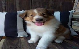 Collie dogs for sale: Dixie - Image 4