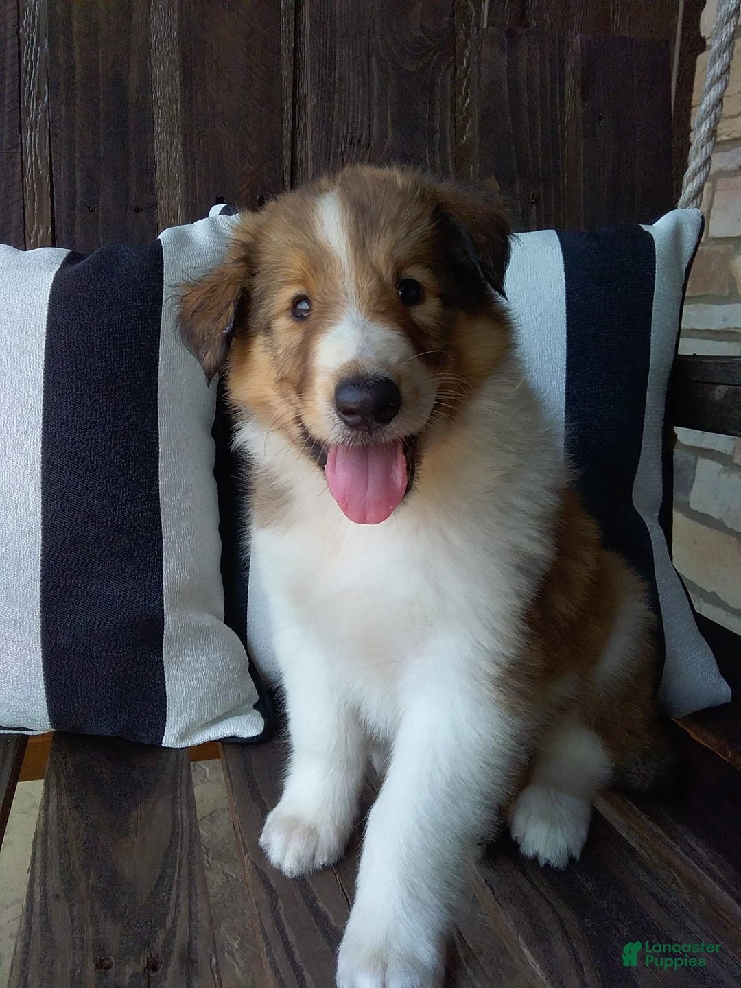 Collie dogs for sale: Dixie - Image 4