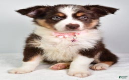 Australian Shepherd dogs for sale: Sally - Image 1