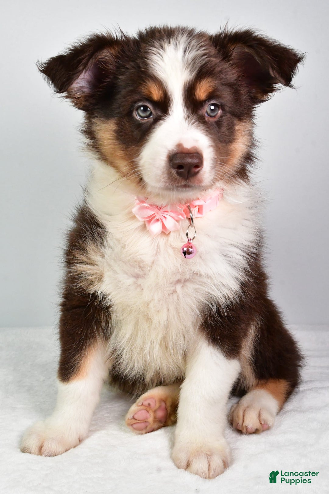 Australian Shepherd dogs for sale: Sally - Image 1