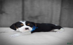 Beaglier dogs for sale: Benny - Image 9