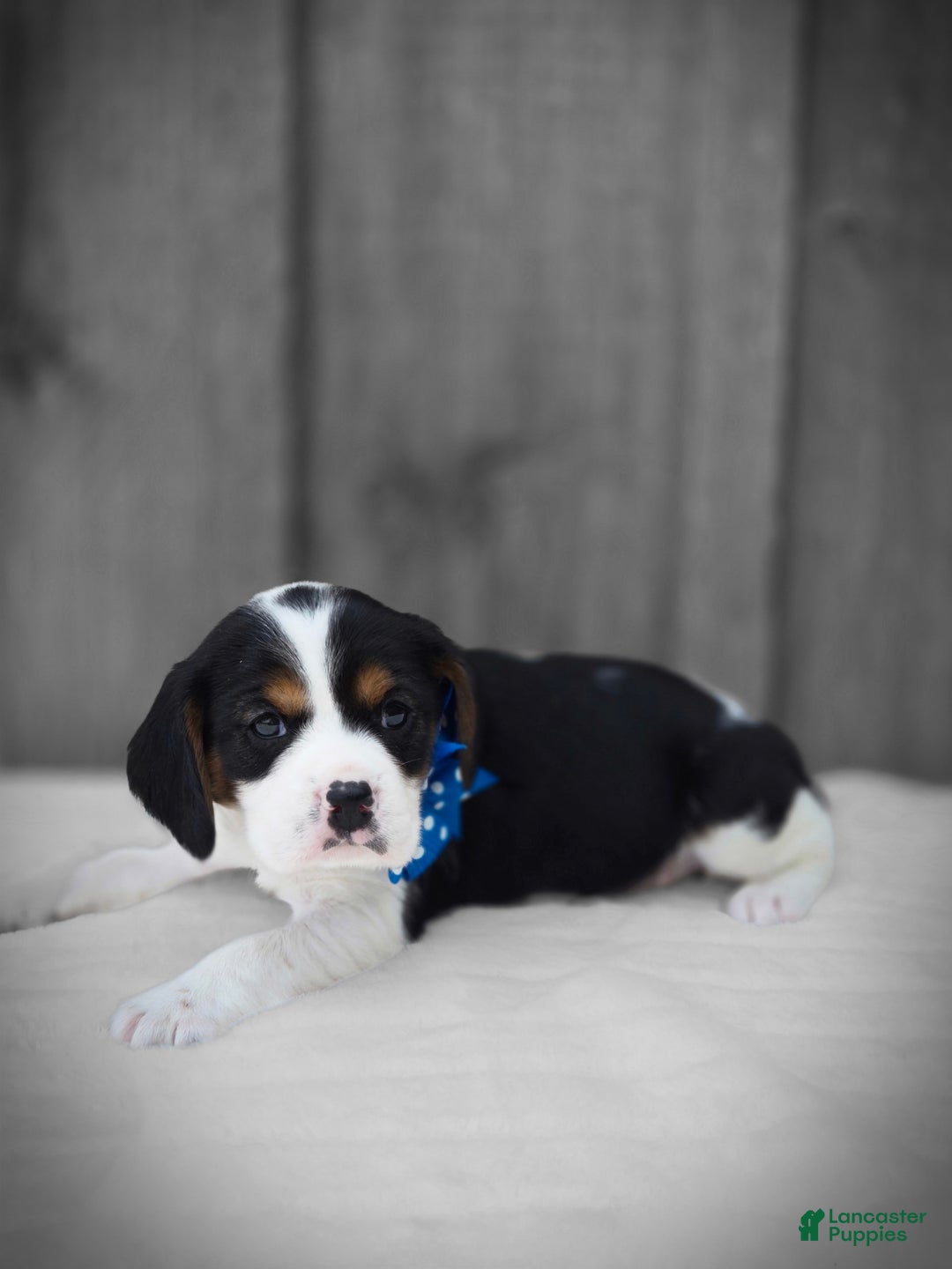 Beaglier dogs for sale: Benny - Image 9