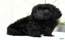 Mini Goldendoodle dogs for sale: Hailey - Image 9