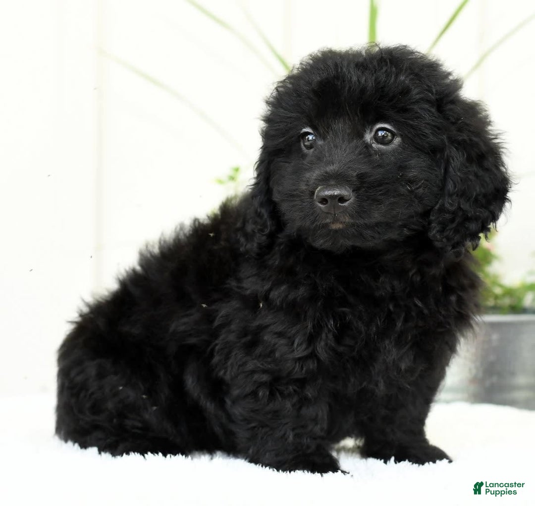 Mini Goldendoodle dogs for sale: Hailey - Image 9