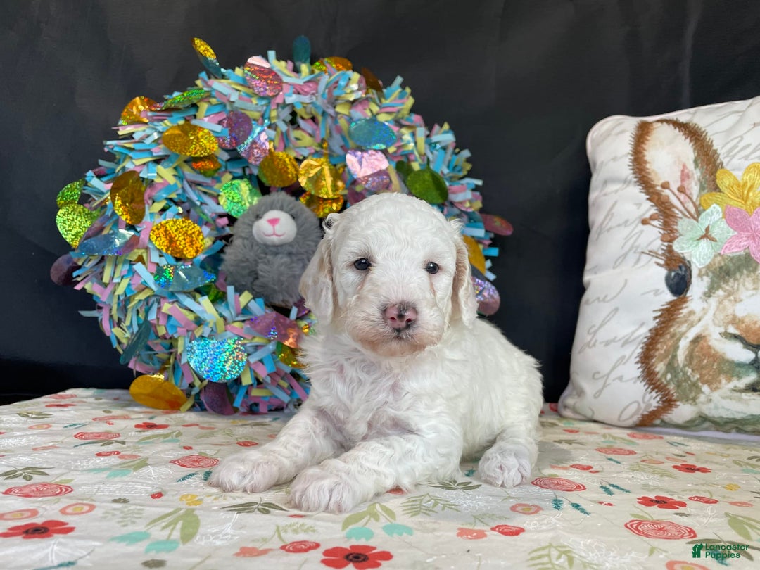 Miniature Poodle dogs for sale: Zella - Image 7