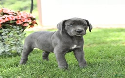 Cane Corso dogs for sale: Breeze - Image 2