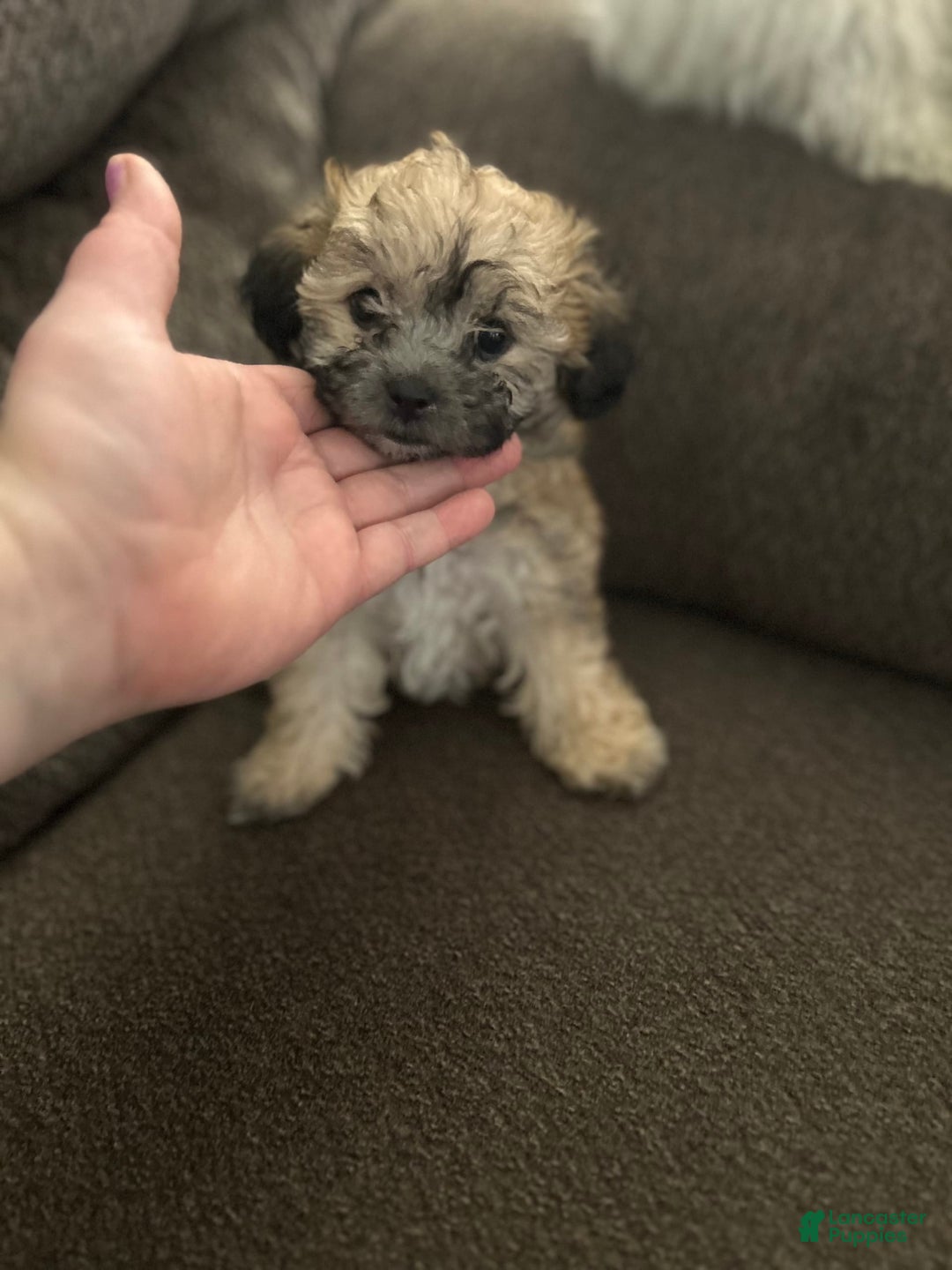 Teddy Bear dogs for sale: Max - Image 5