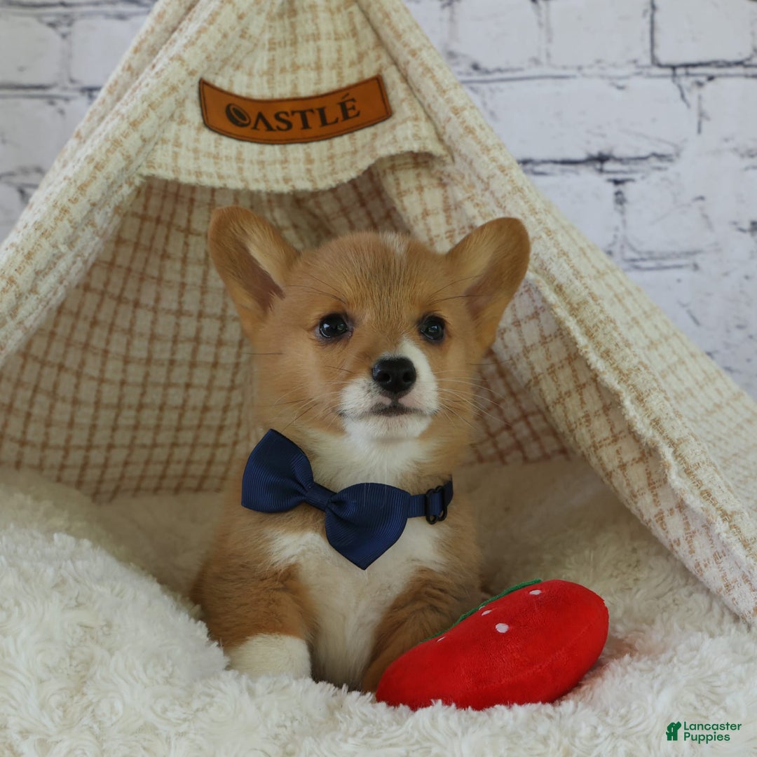 Welsh Corgi Pembroke dogs for sale: Gilbert - Image 1