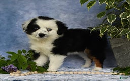Miniature Australian Shepherd dogs for sale: Axel Toy - Image 25
