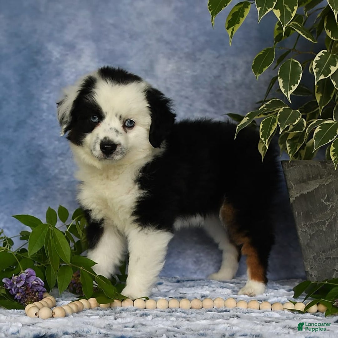Miniature Australian Shepherd dogs for sale: Axel Toy - Image 25