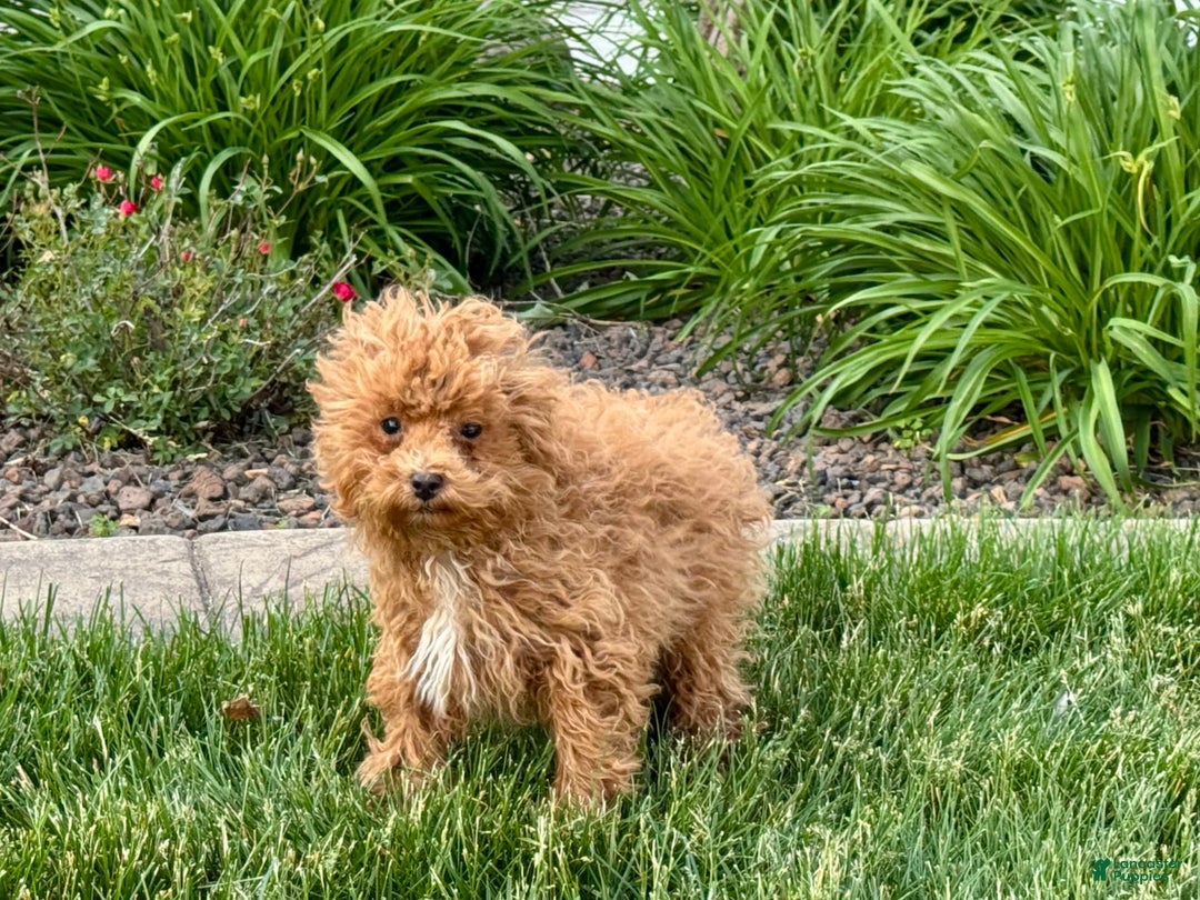 Maltipoo dogs for sale: Macon - Image 7