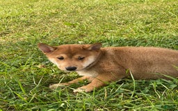 Shiba Inu dogs for sale: Iggy - Image 6