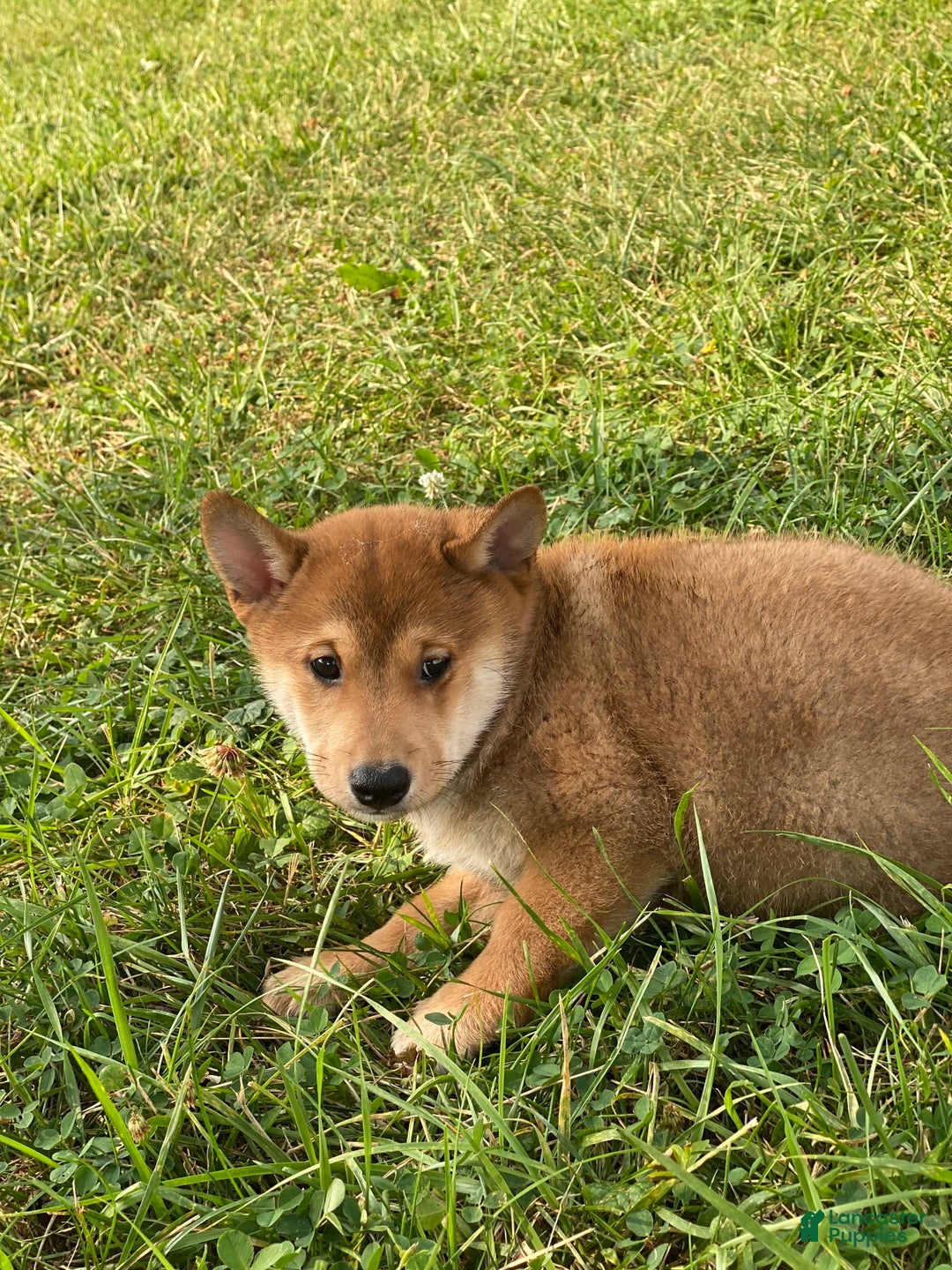 Shiba Inu dogs for sale: Iggy - Image 6