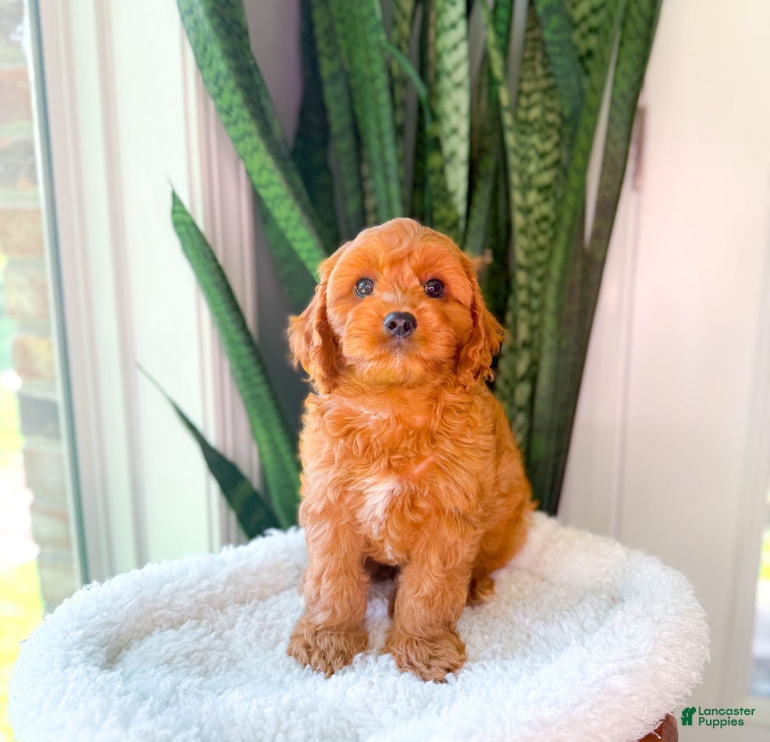 Cavapoo dogs for sale: Ian - Image 4