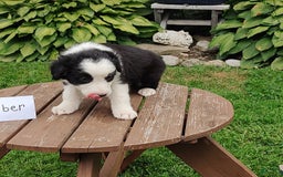 Border Collie dogs for sale: Timber - Image 3