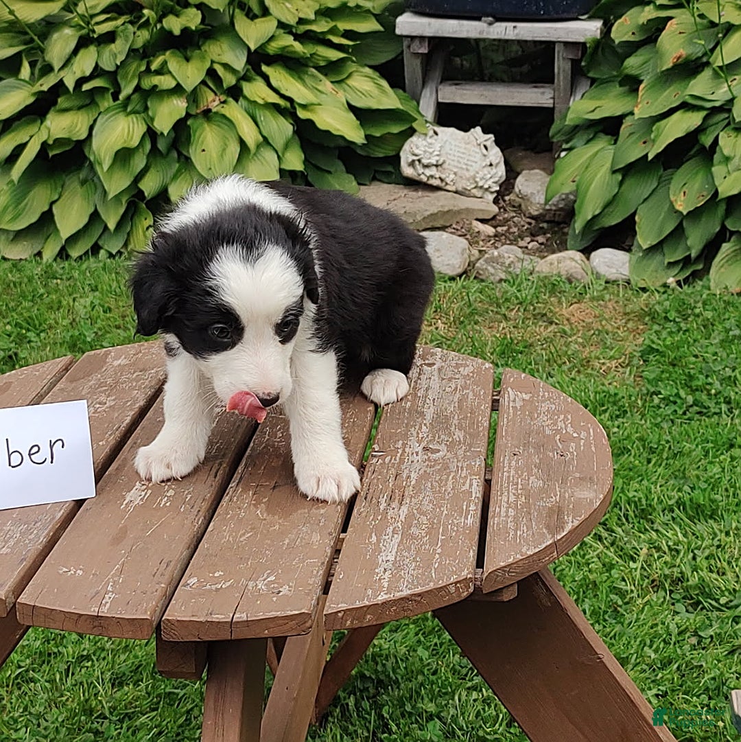 Border Collie dogs for sale: Timber - Image 3
