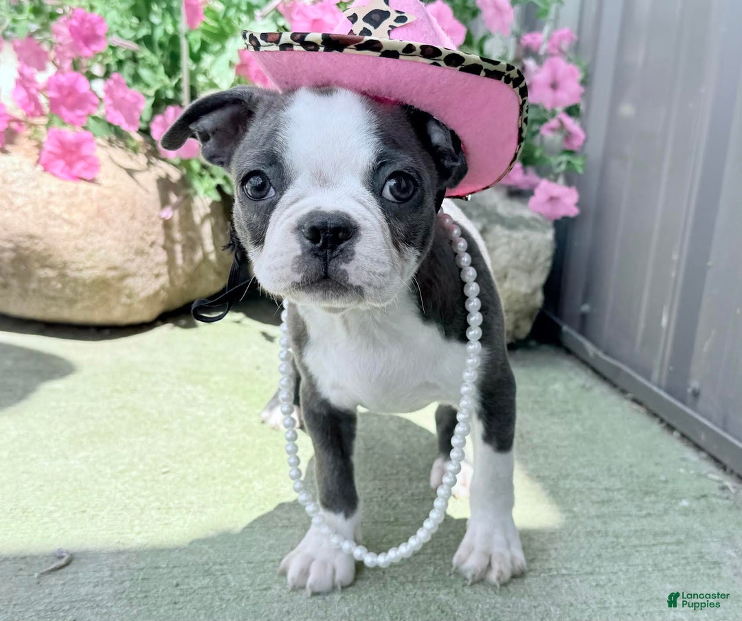 Boston Terrier dogs for sale: Taffy - Image 2