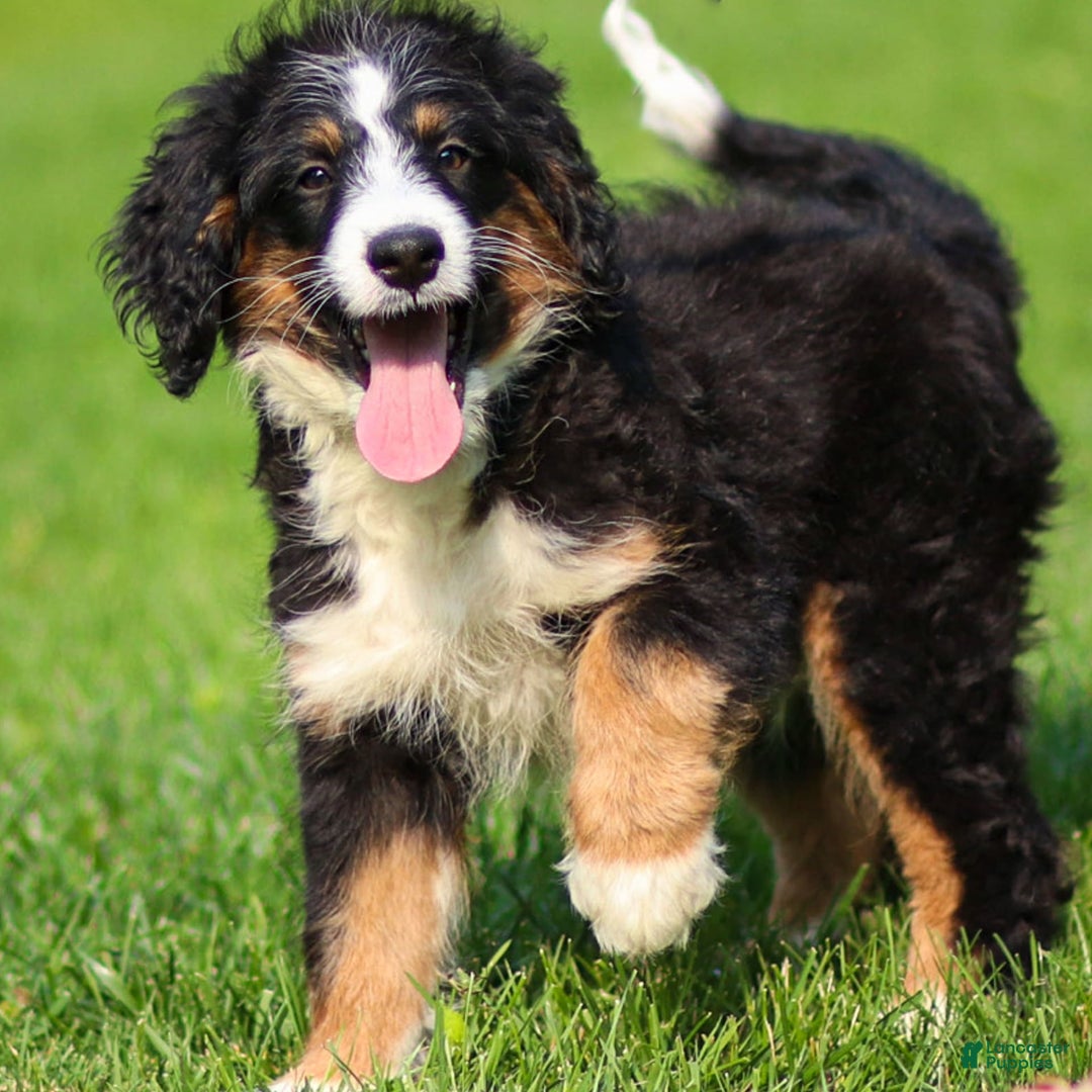 Mini Bernedoodle dogs for sale: Rue - Image 2