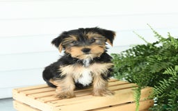 Yorkshire Terrier dogs for sale: Pepper - Image 2