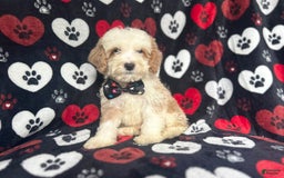Cockapoo dogs for sale: Rowdy - Image 5