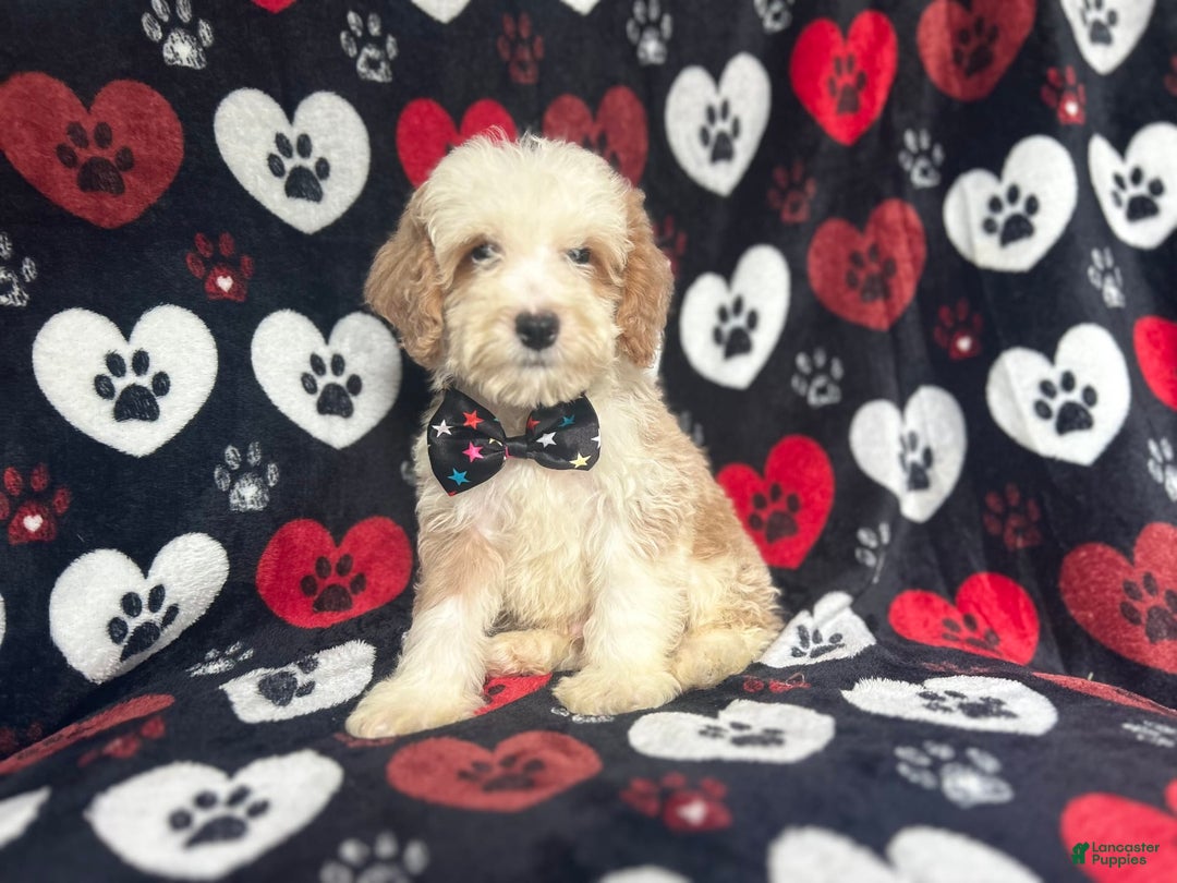 Cockapoo dogs for sale: Rowdy - Image 5