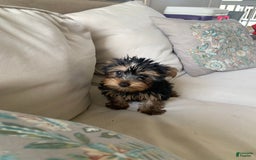 Yorkshire Terrier dogs for sale: Nala - Image 4