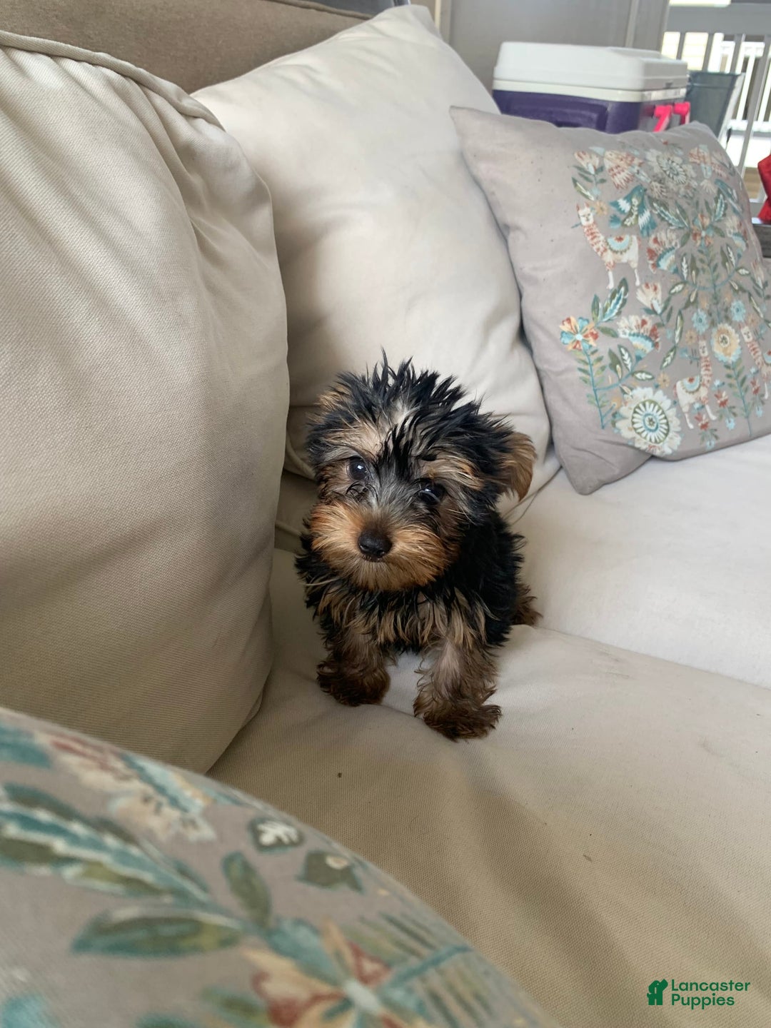Yorkshire Terrier dogs for sale: Nala - Image 4